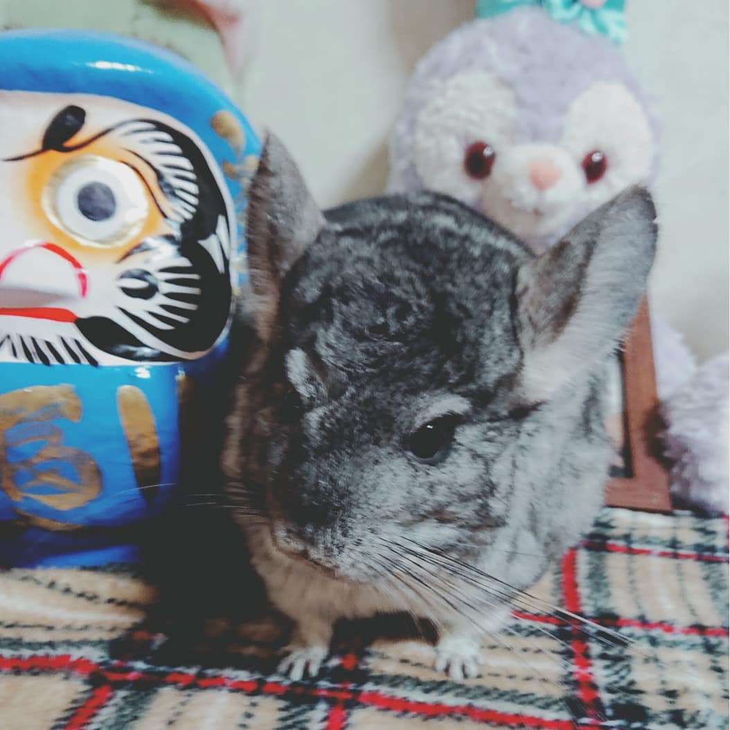 今 飼ってる ペットを紹介するトピ！