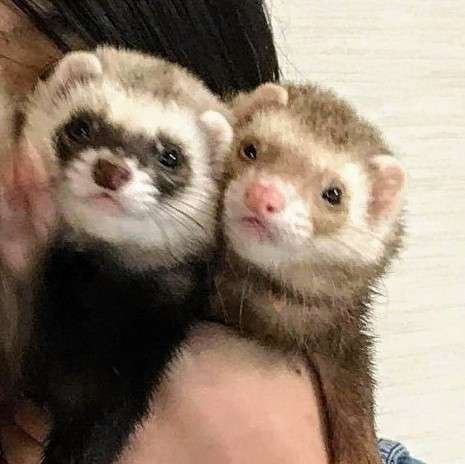 今 飼ってる ペットを紹介するトピ！