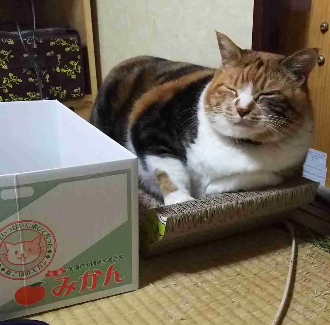 今 飼ってる ペットを紹介するトピ！