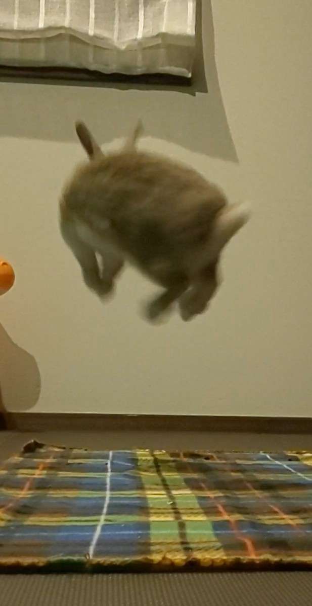 今 飼ってる ペットを紹介するトピ！