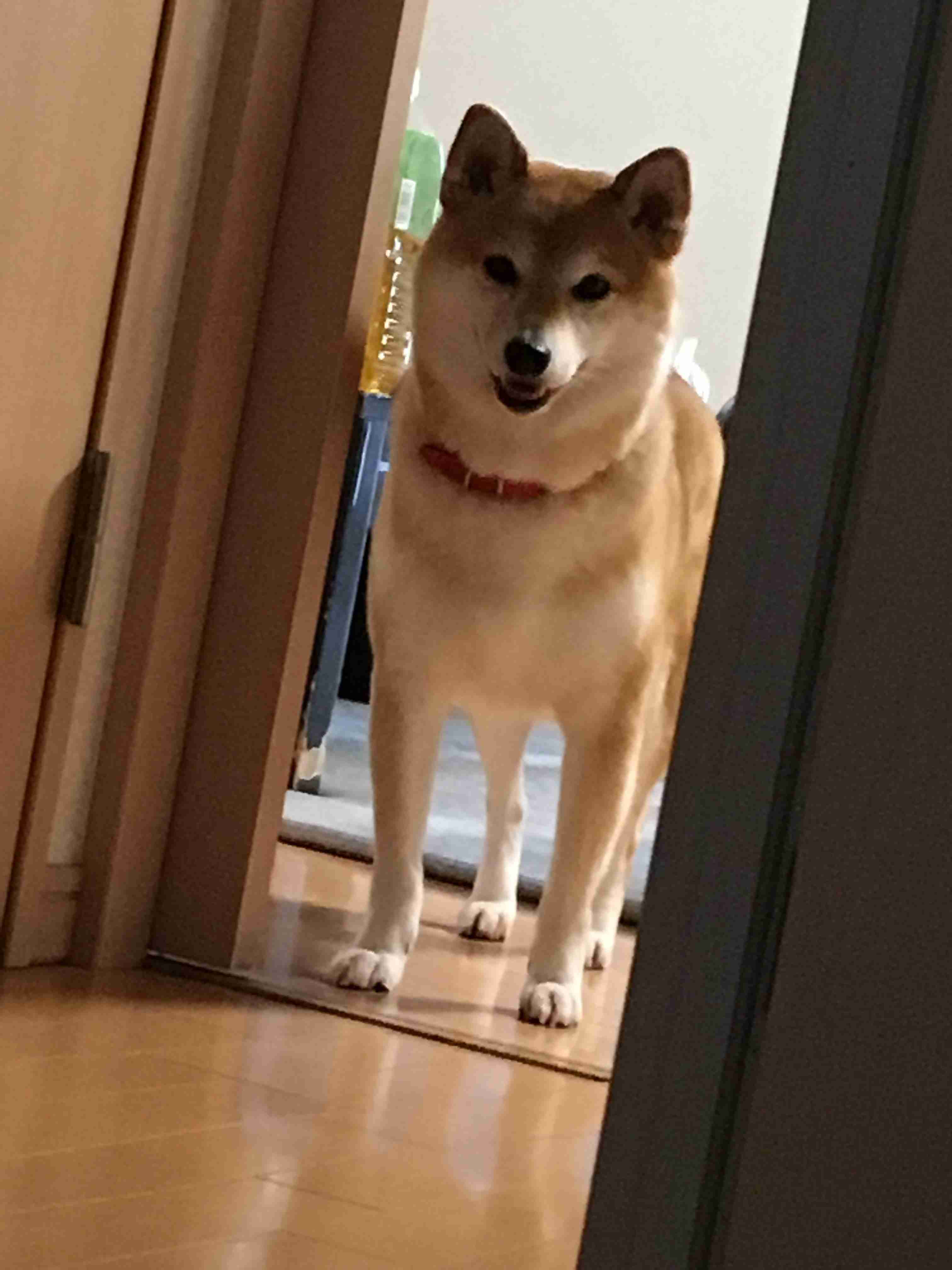 今 飼ってる ペットを紹介するトピ！