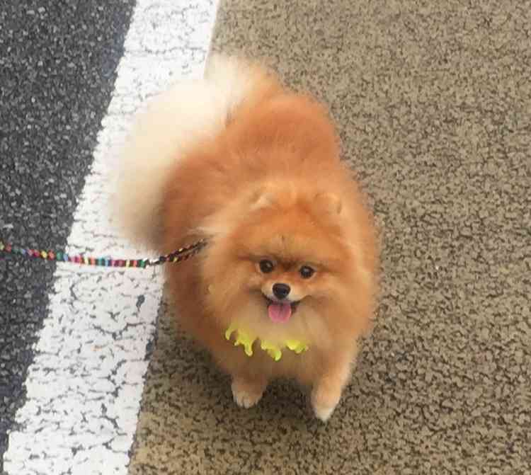今 飼ってる ペットを紹介するトピ！
