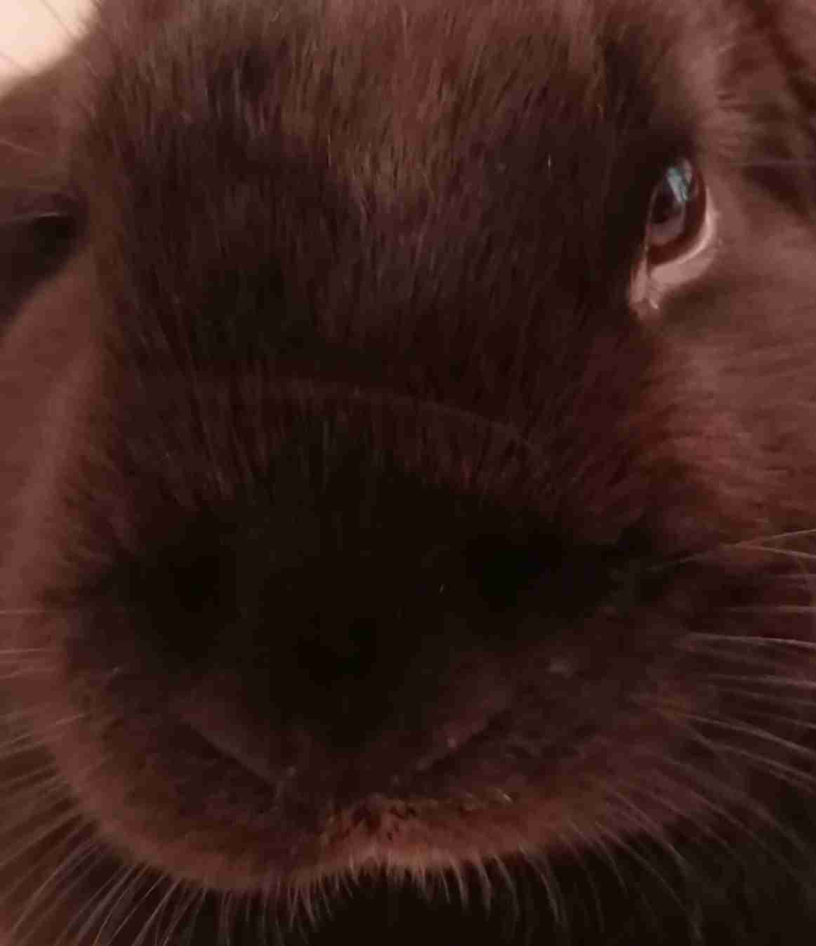 今 飼ってる ペットを紹介するトピ！