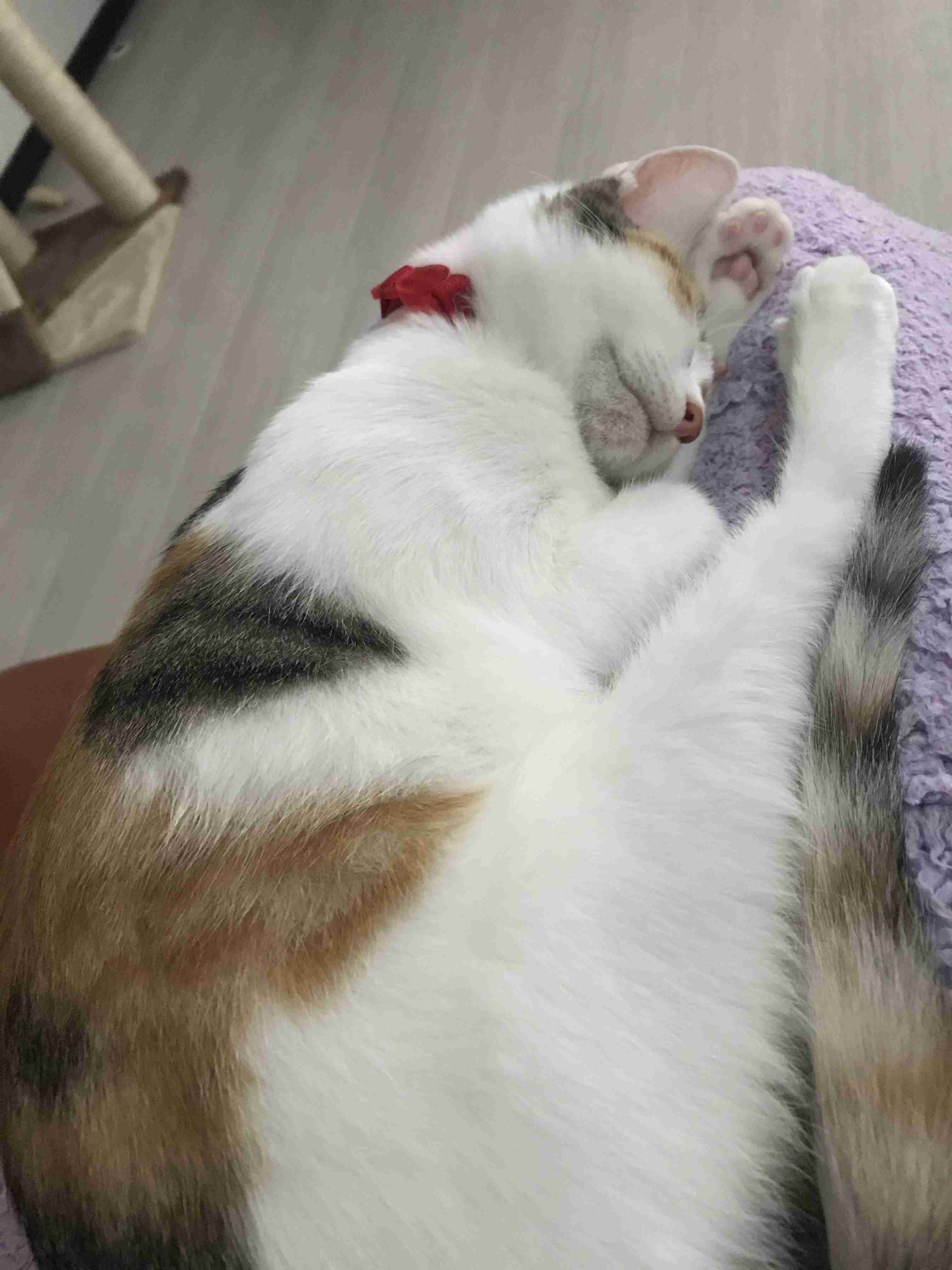 今 飼ってる ペットを紹介するトピ！