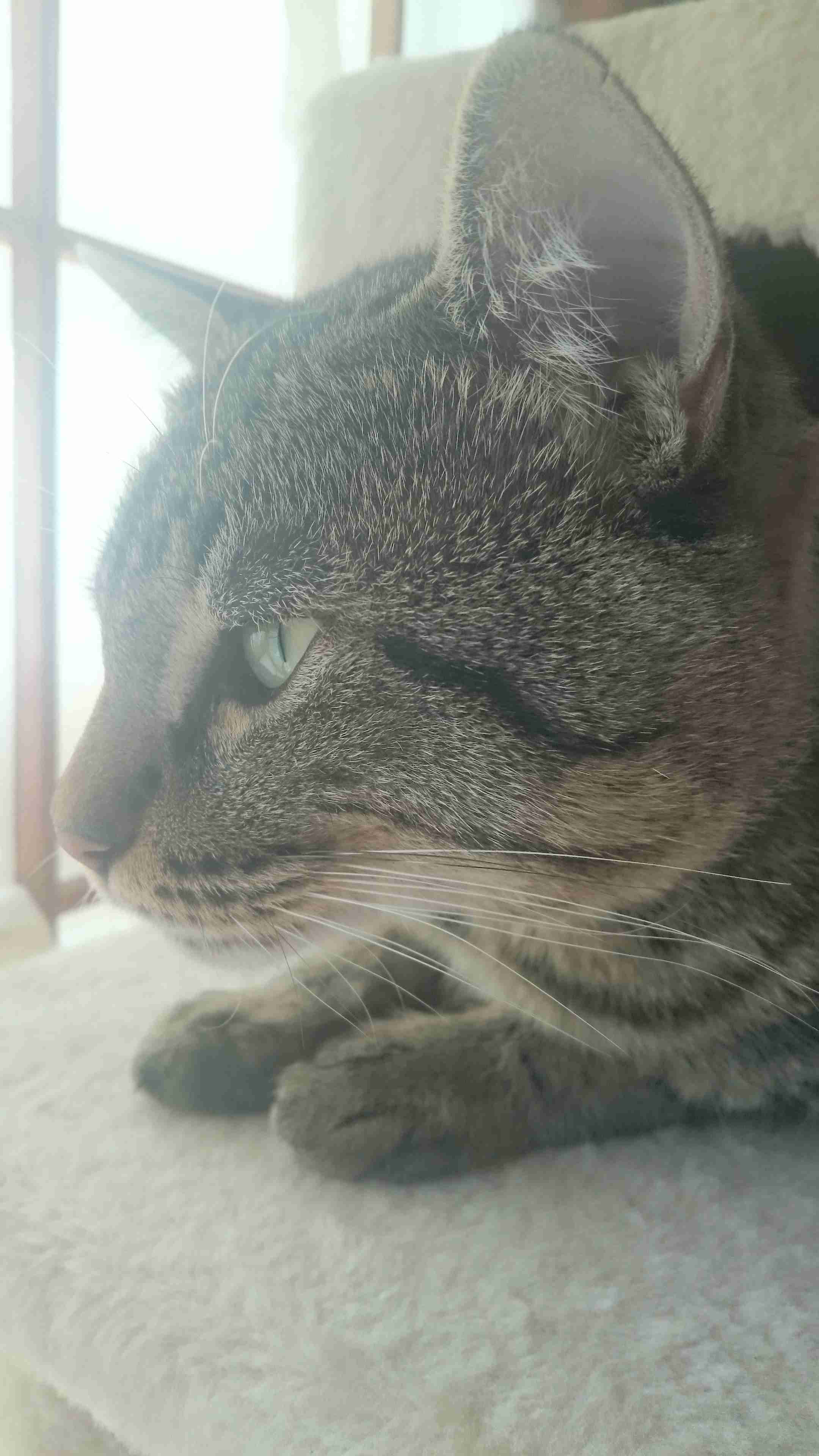 今 飼ってる ペットを紹介するトピ！