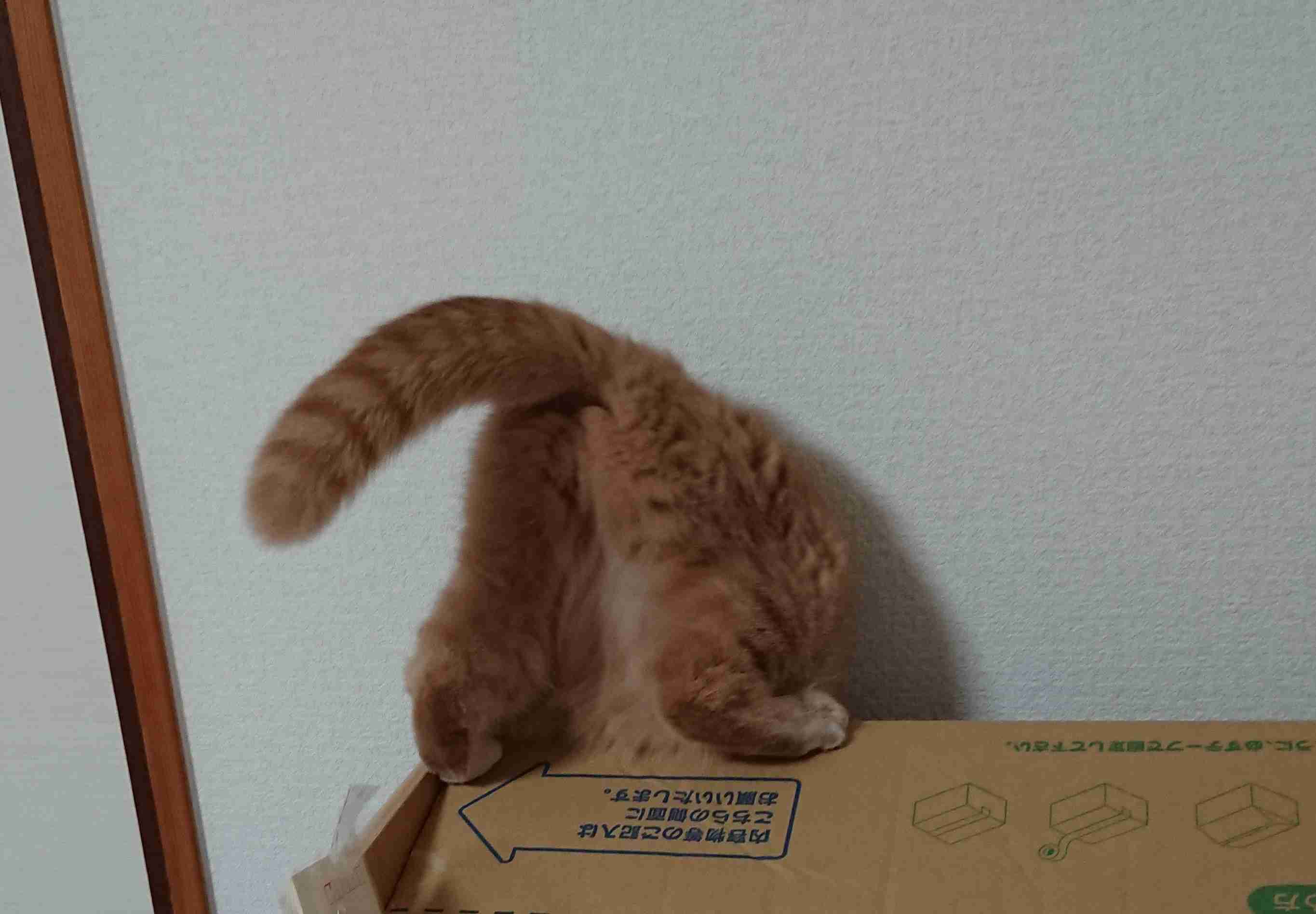 今 飼ってる ペットを紹介するトピ！