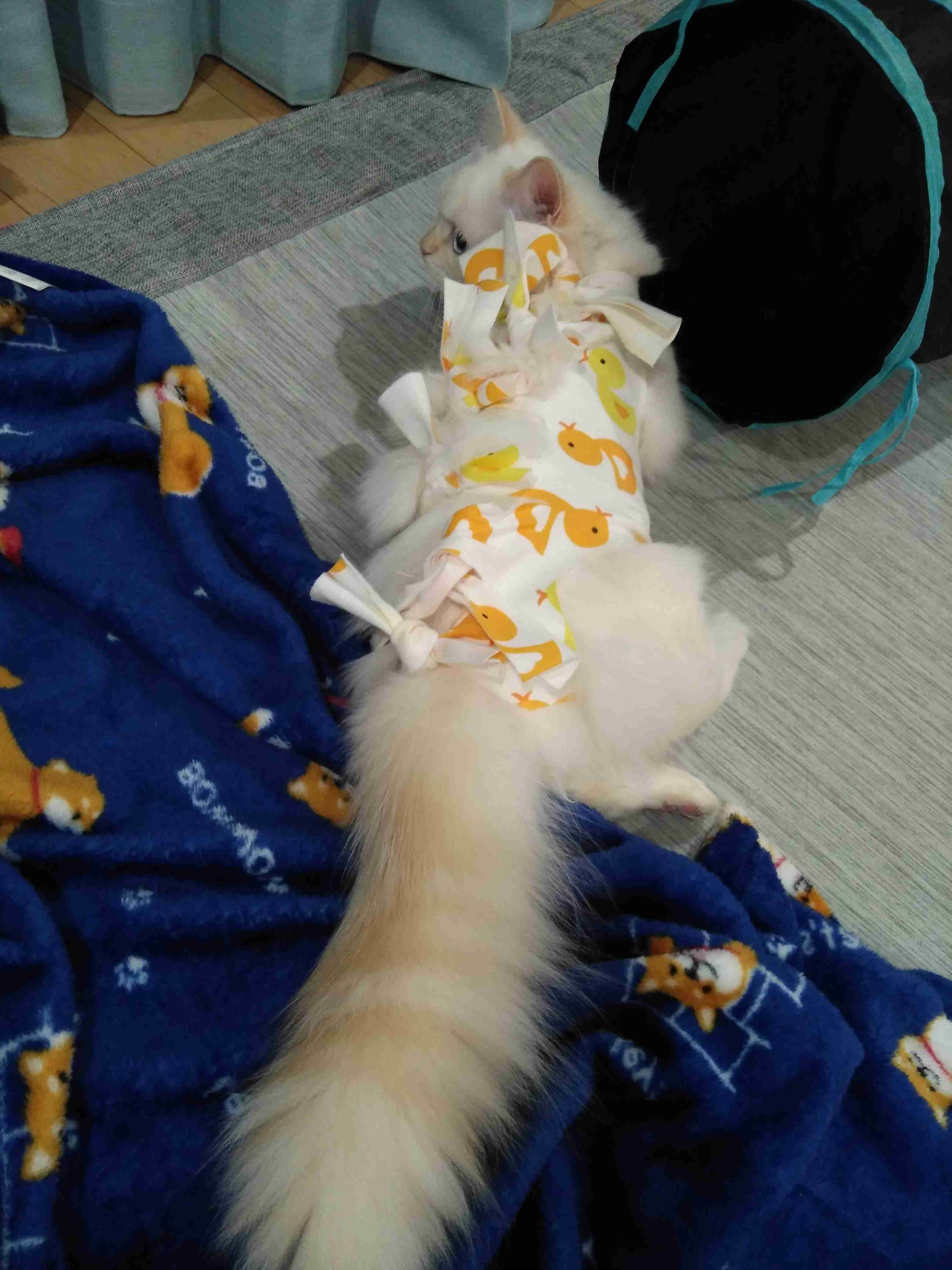 猫の去勢・避妊手術後