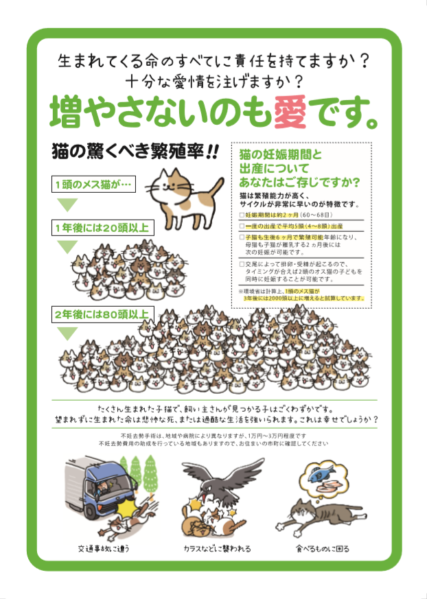 猫の去勢・避妊手術後