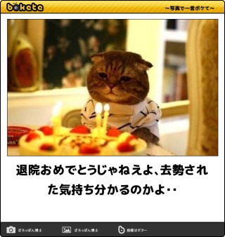 猫の去勢・避妊手術後
