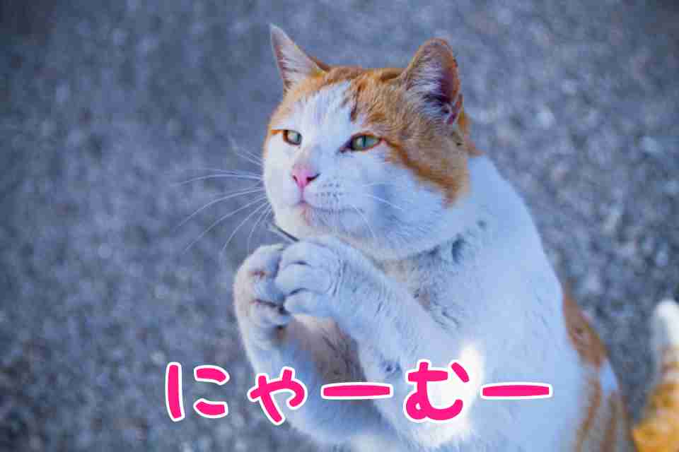 ペットの突然死