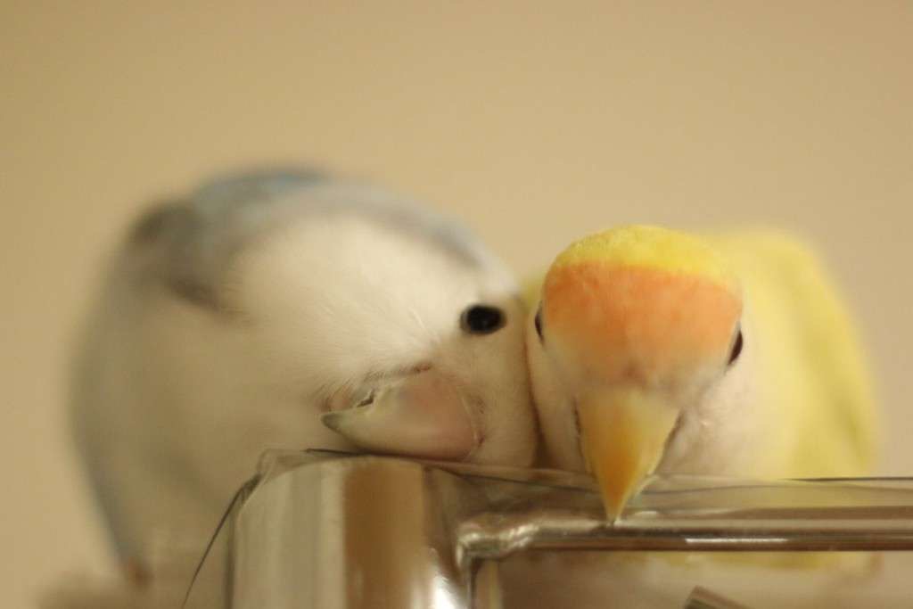 お笑いコンビで好きな方はどっち？