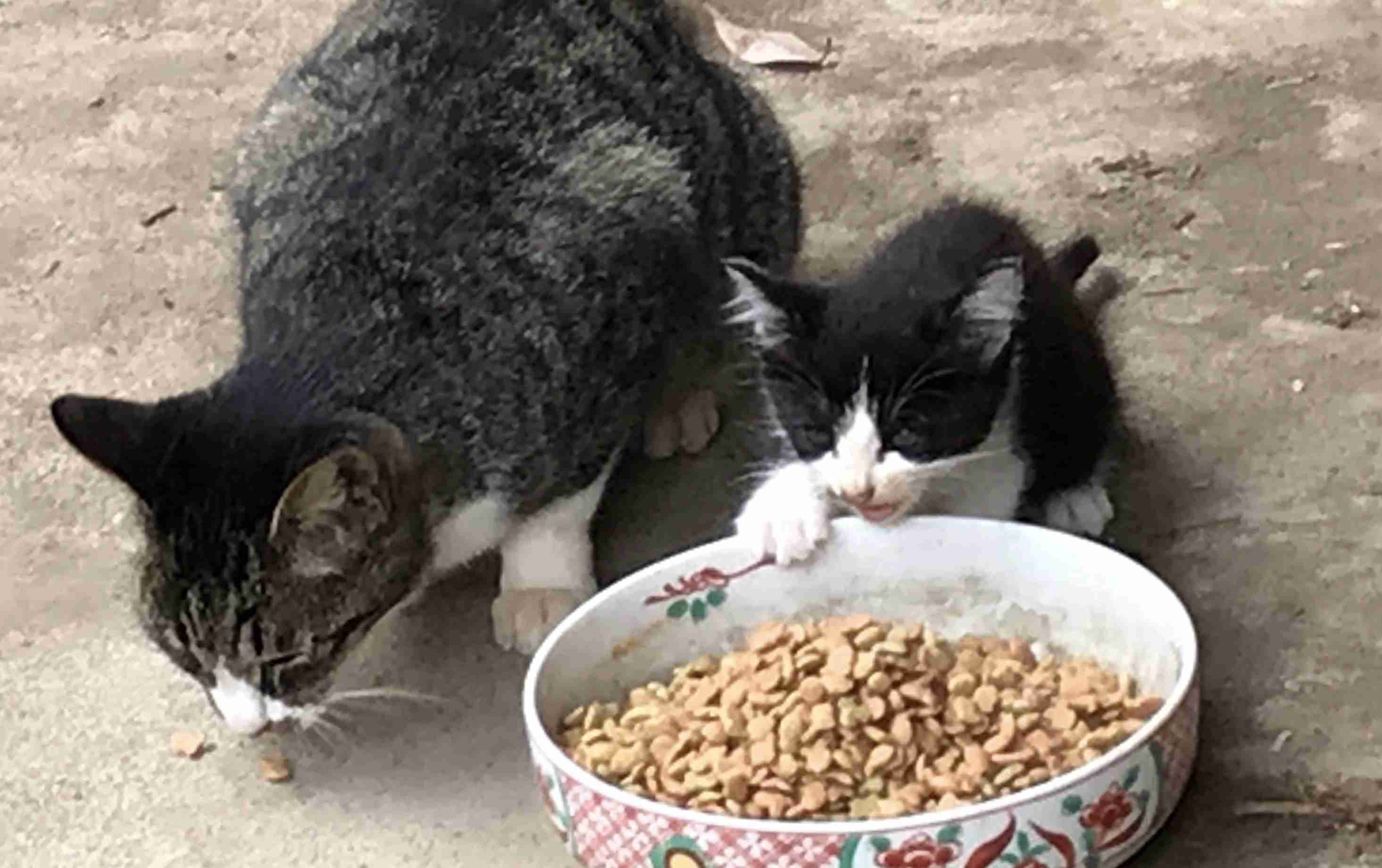 ハチワレ猫