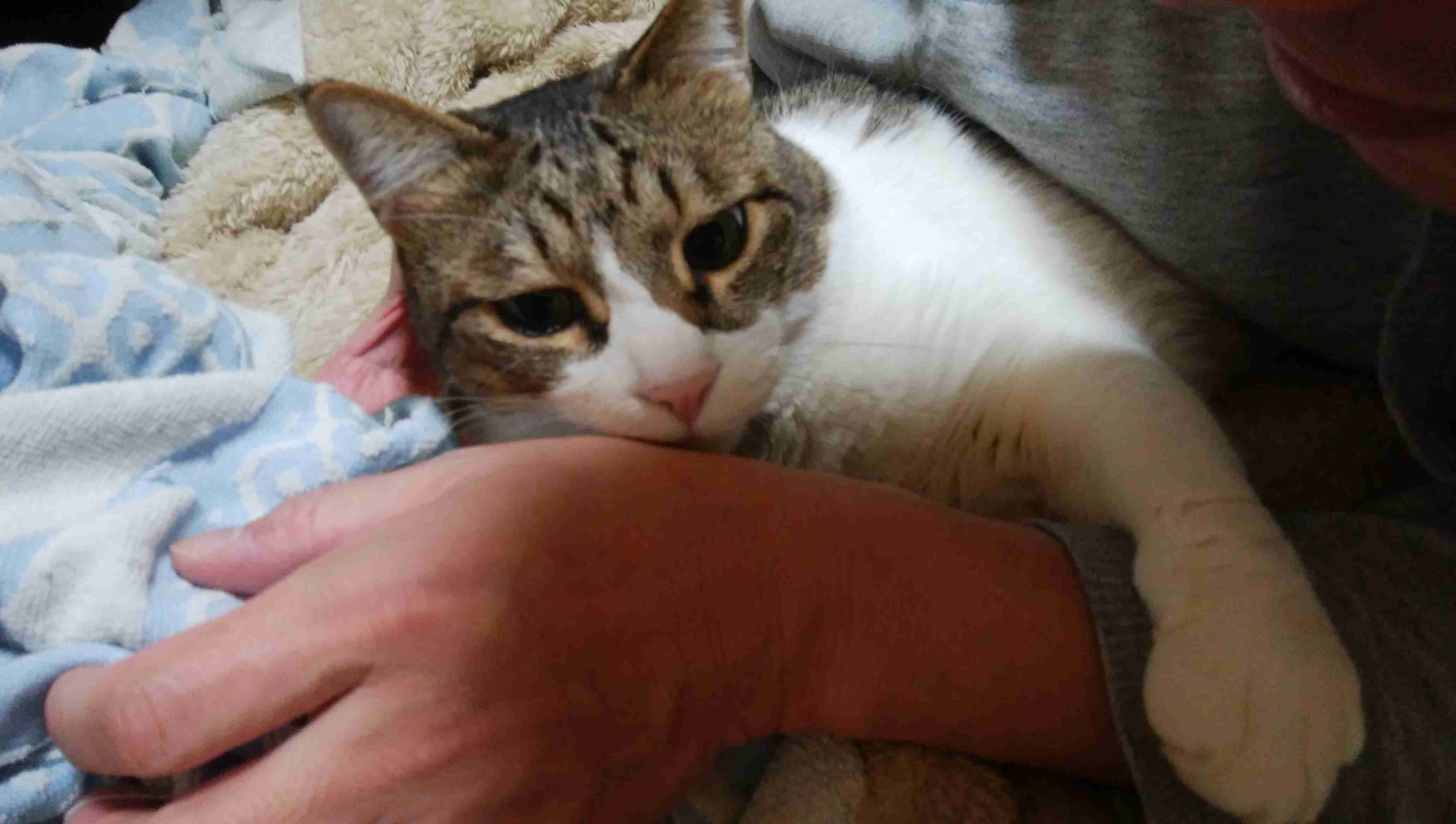 ハチワレ猫