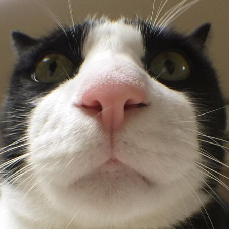 ハチワレ猫