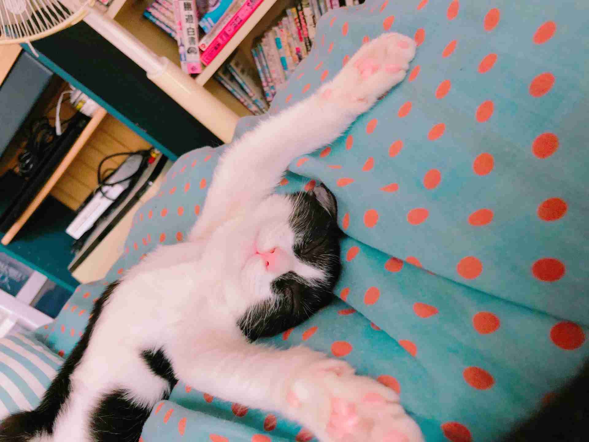 ハチワレ猫