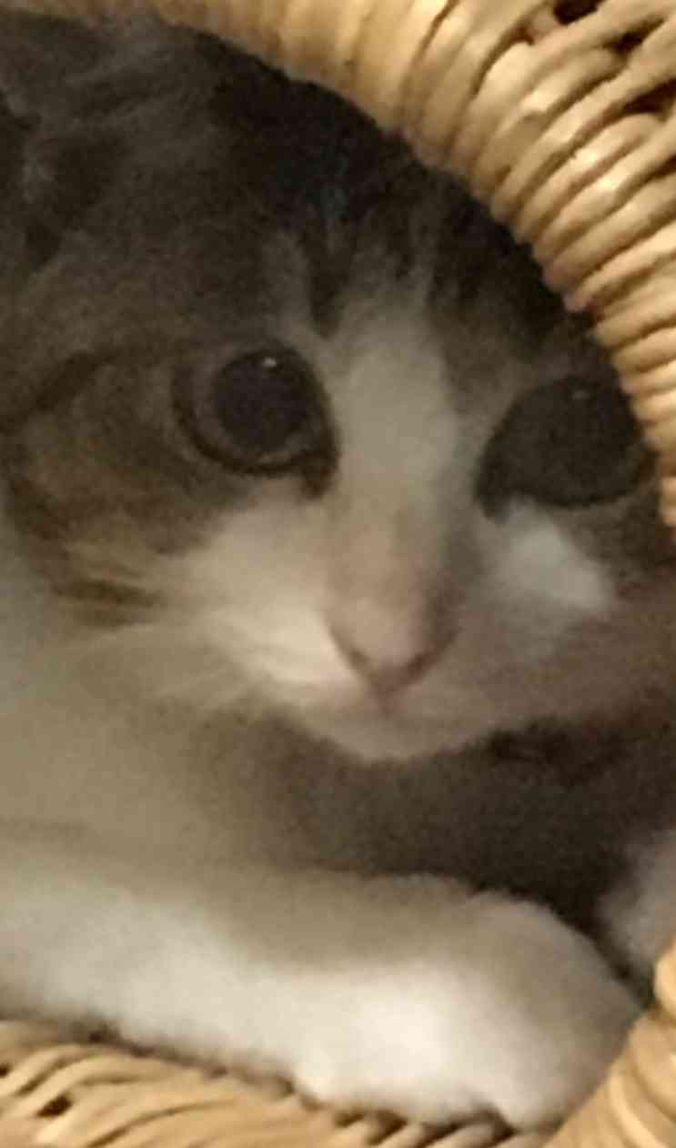 ハチワレ猫