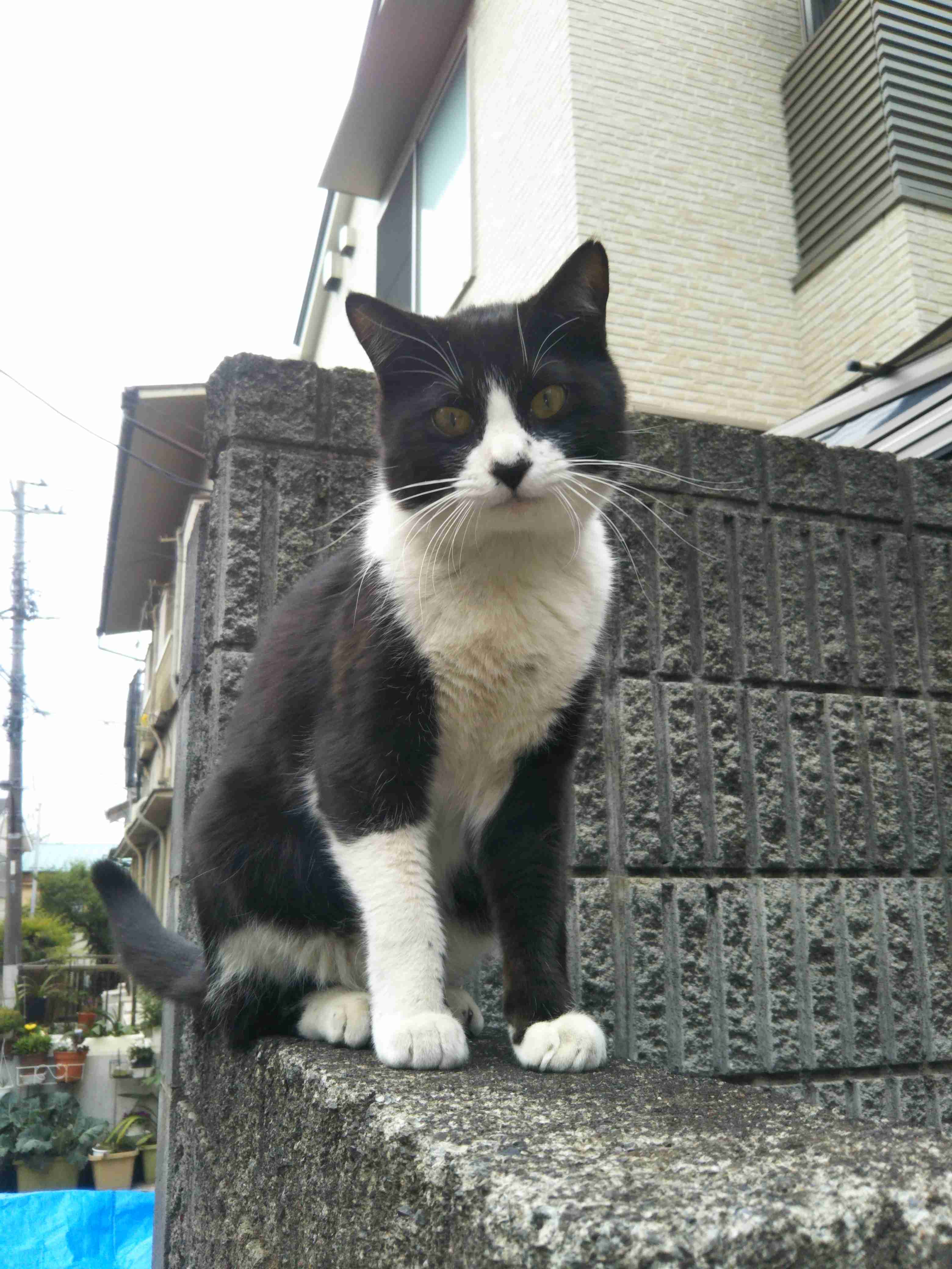 ハチワレ猫