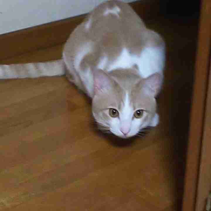 ハチワレ猫