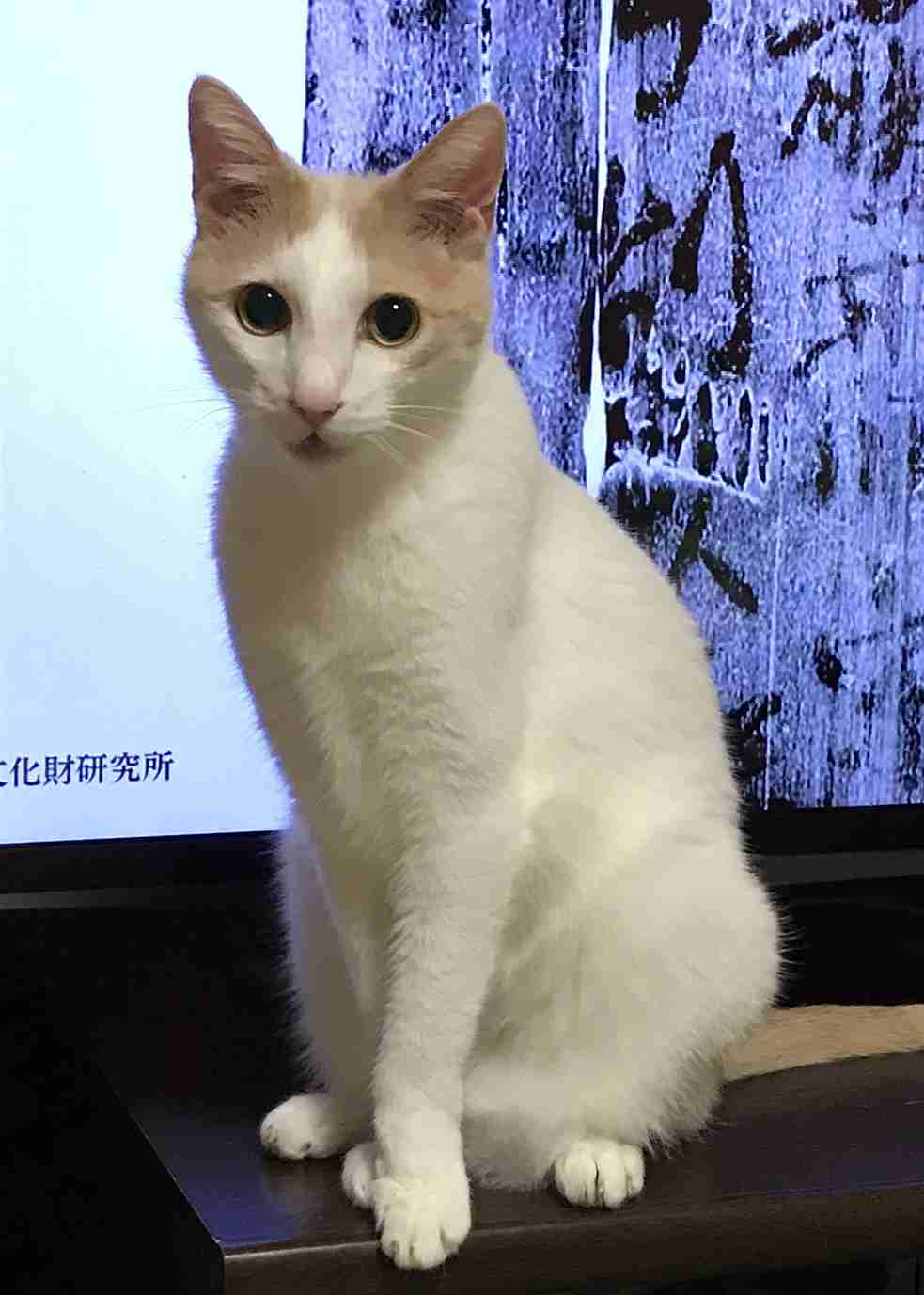 ハチワレ猫