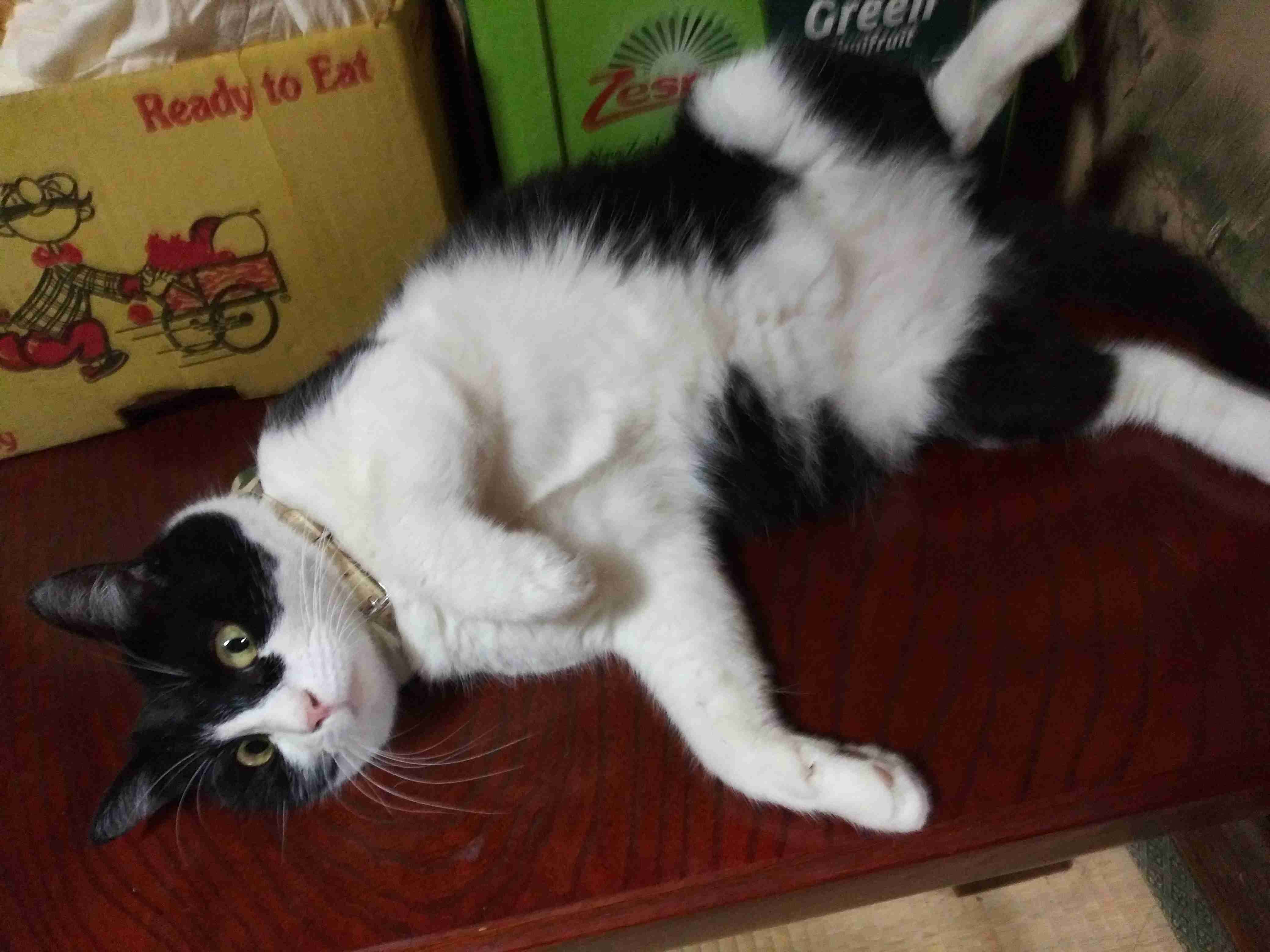 ハチワレ猫