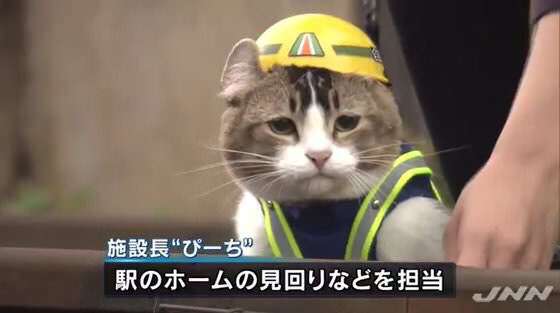 ハチワレ猫