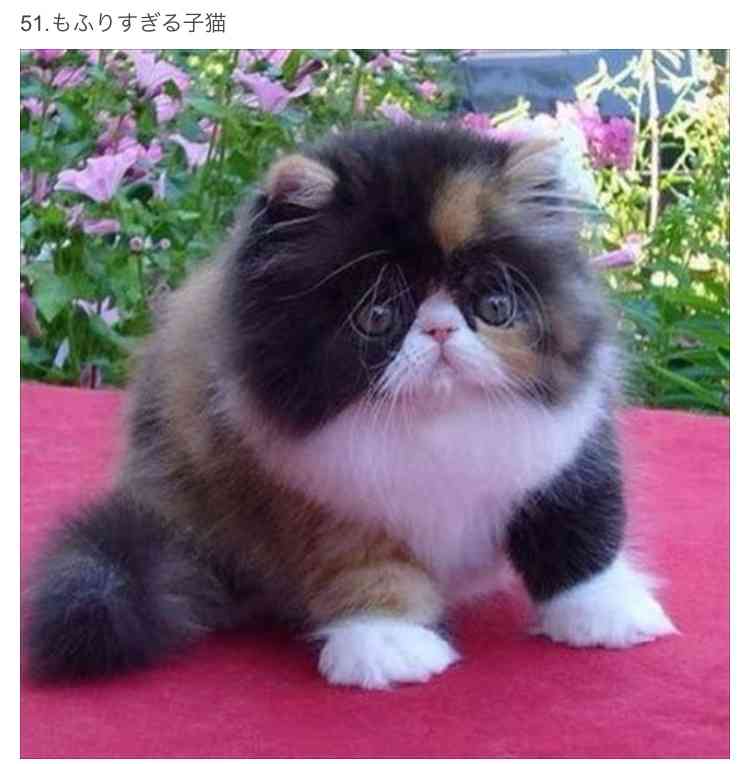 ハチワレ猫