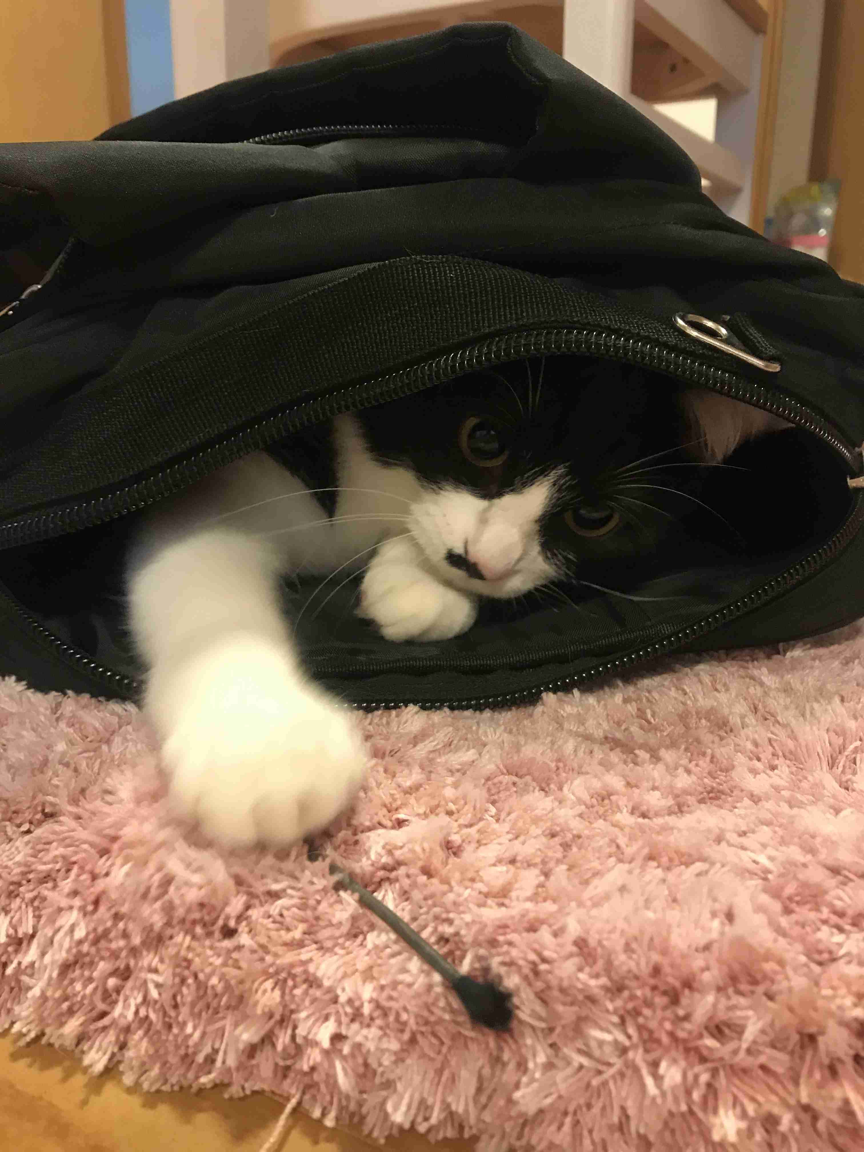 ハチワレ猫