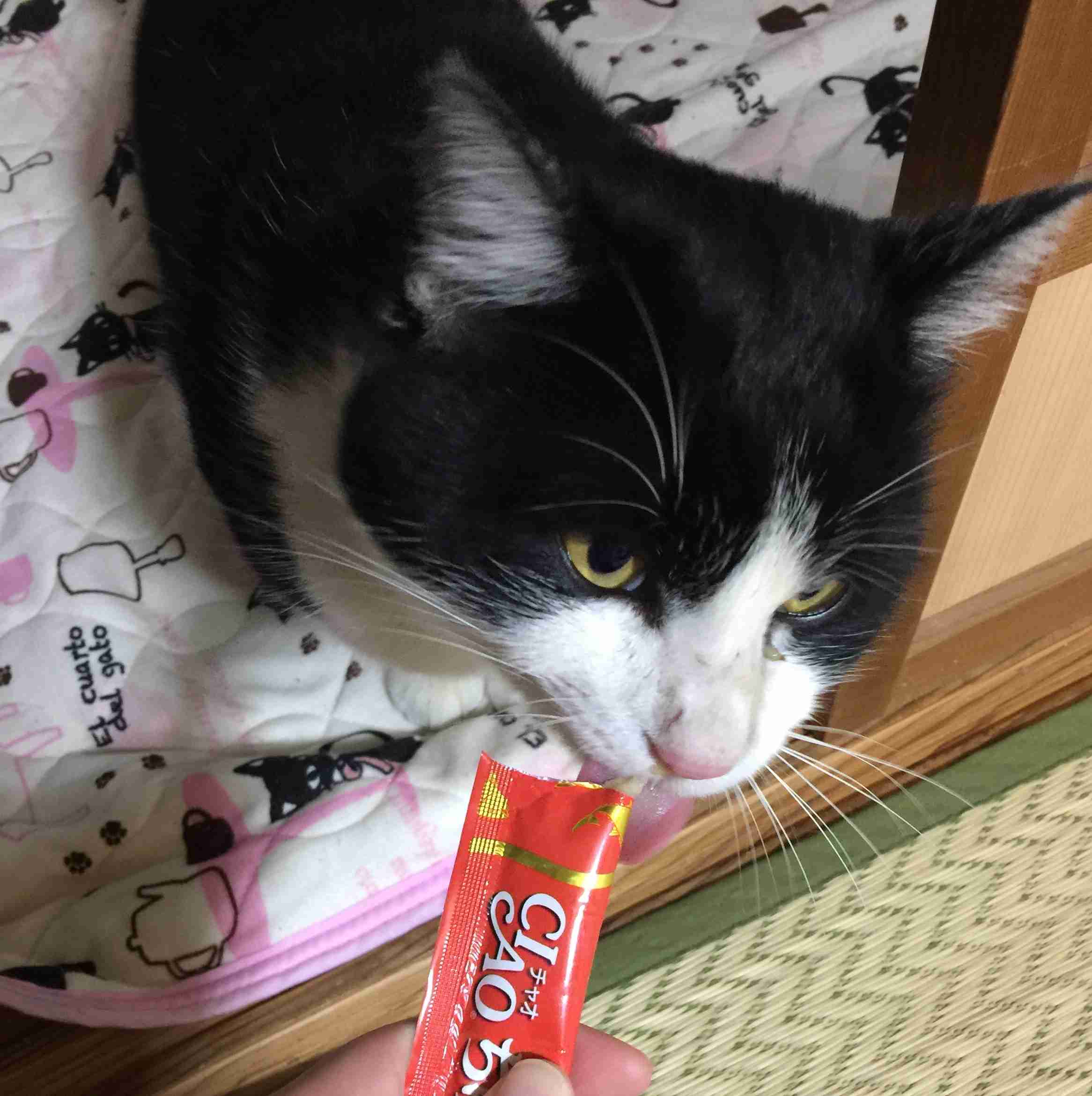 ハチワレ猫