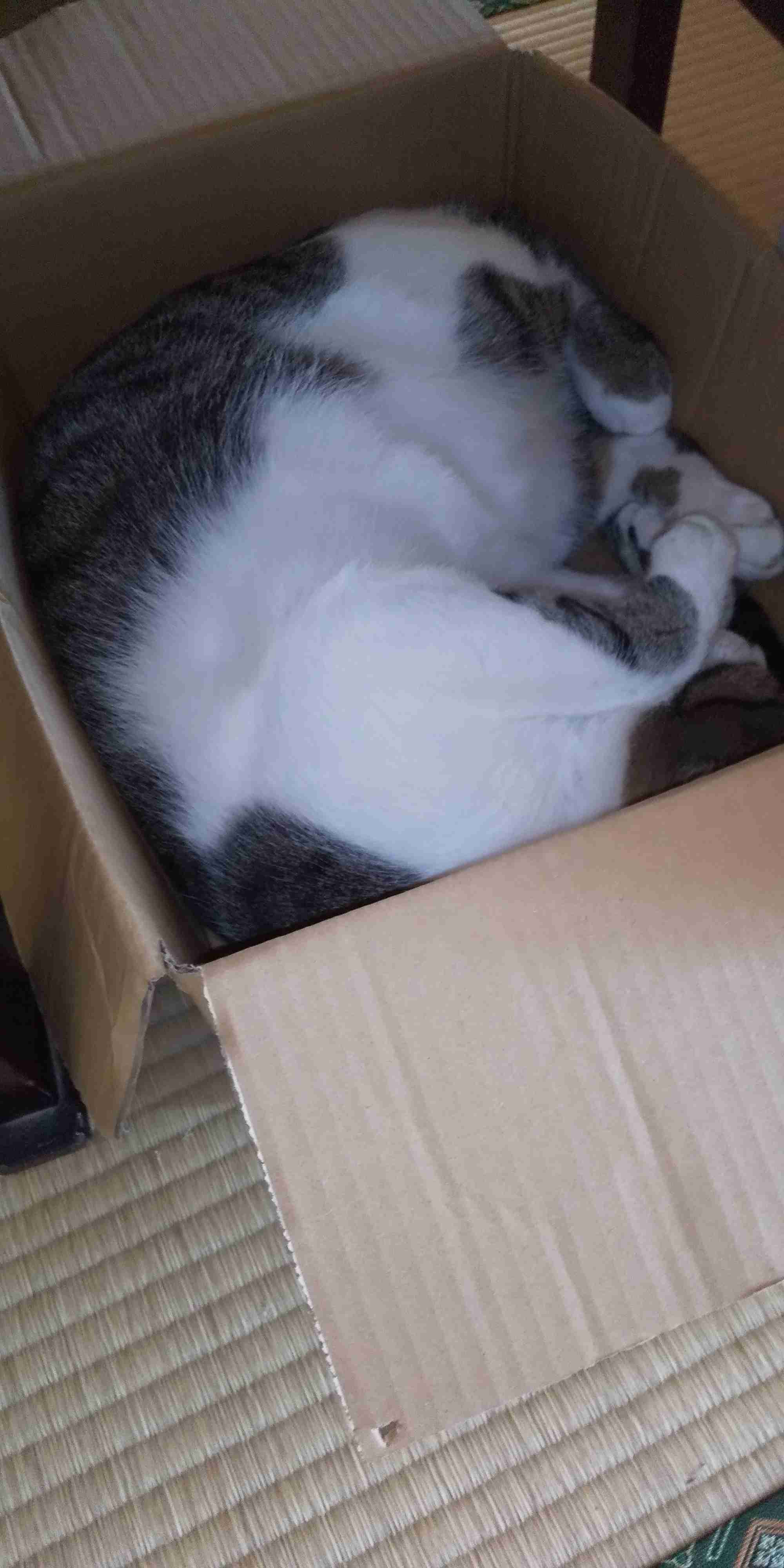 ハチワレ猫