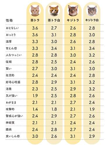 ハチワレ猫