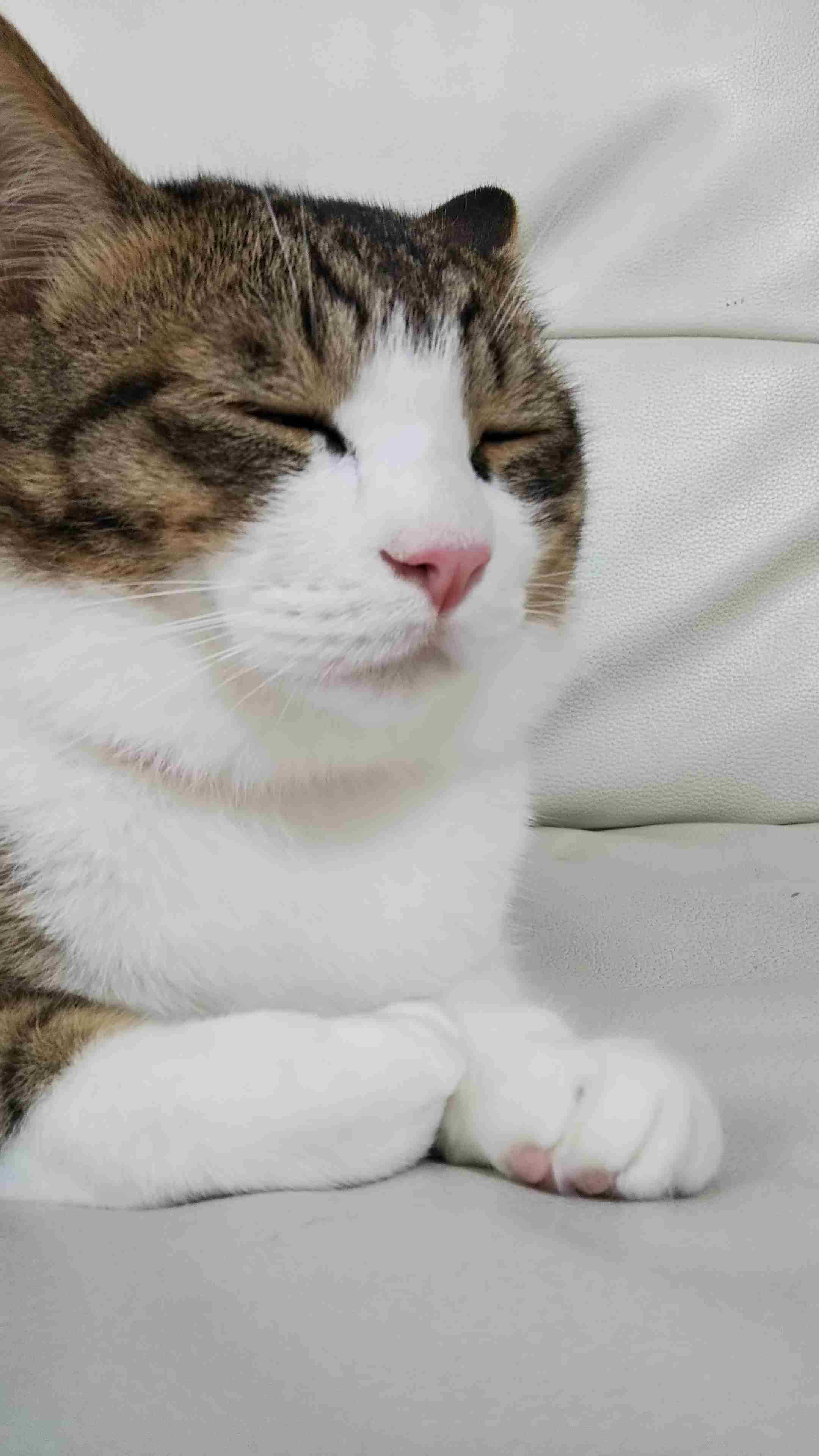 ハチワレ猫