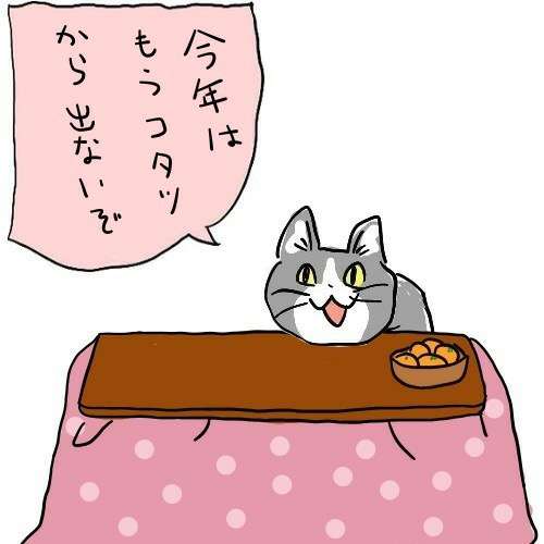ハチワレ猫