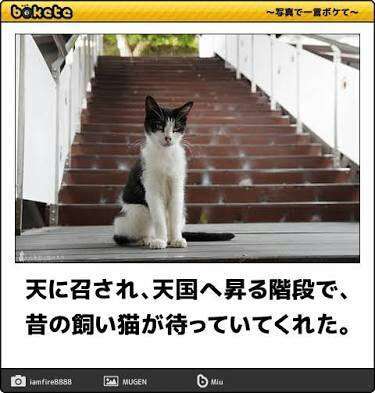 ハチワレ猫