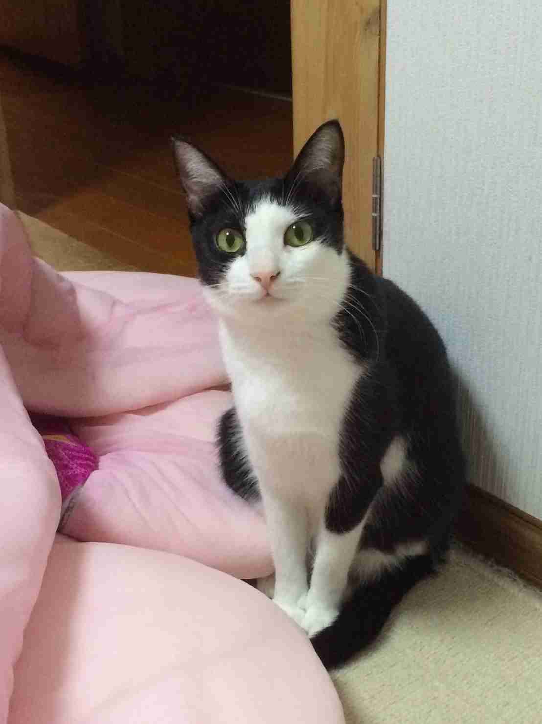 ハチワレ猫