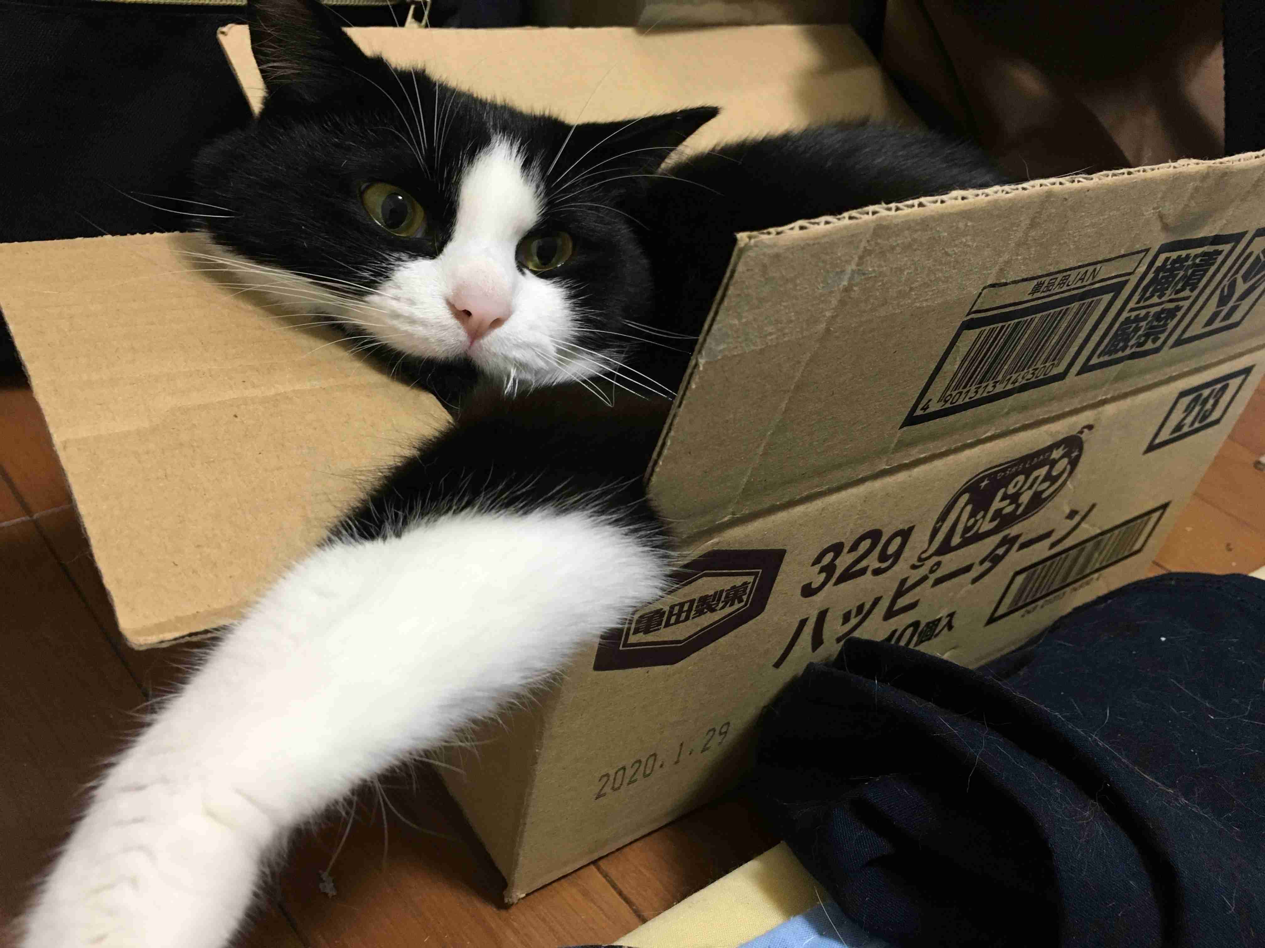 ハチワレ猫