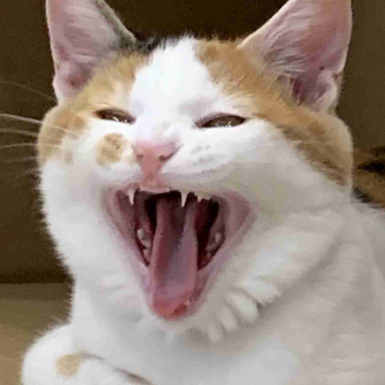 ハチワレ猫