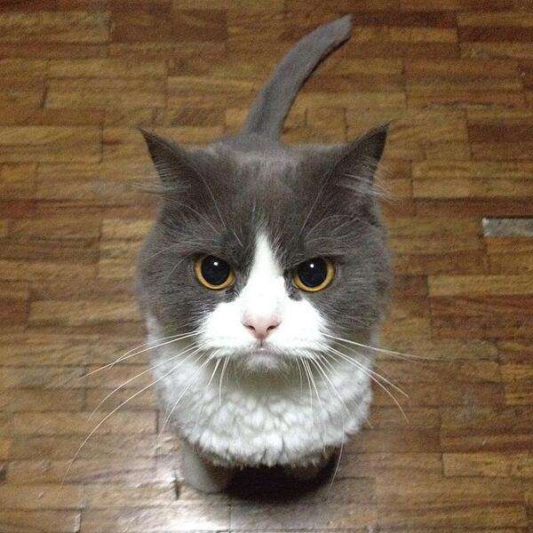 ハチワレ猫