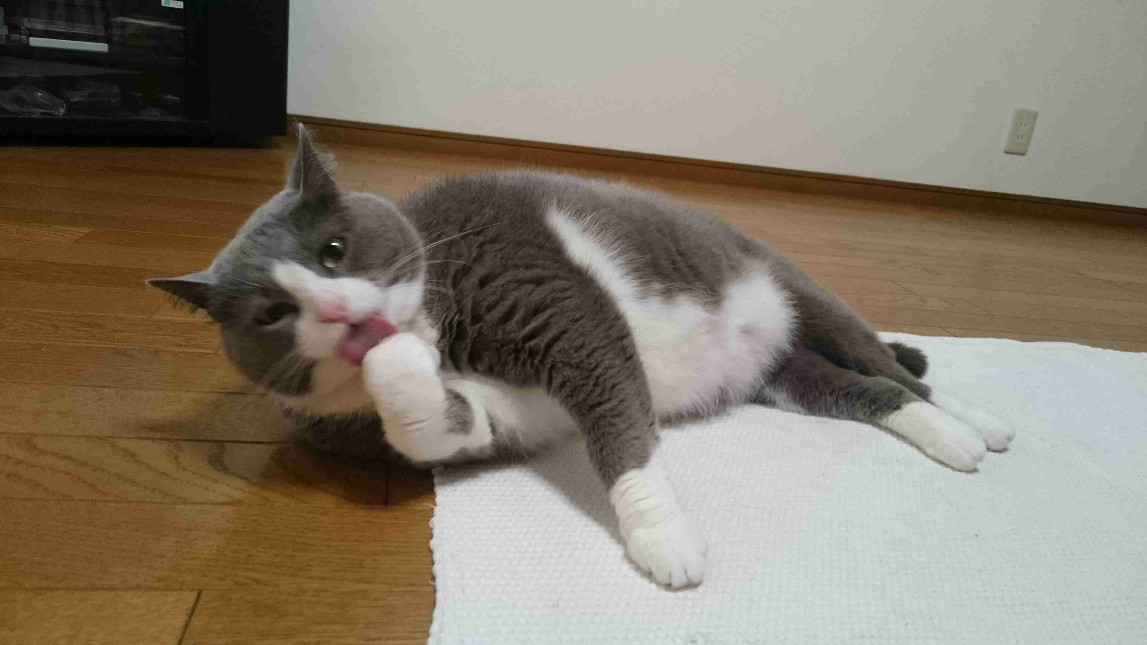 ハチワレ猫