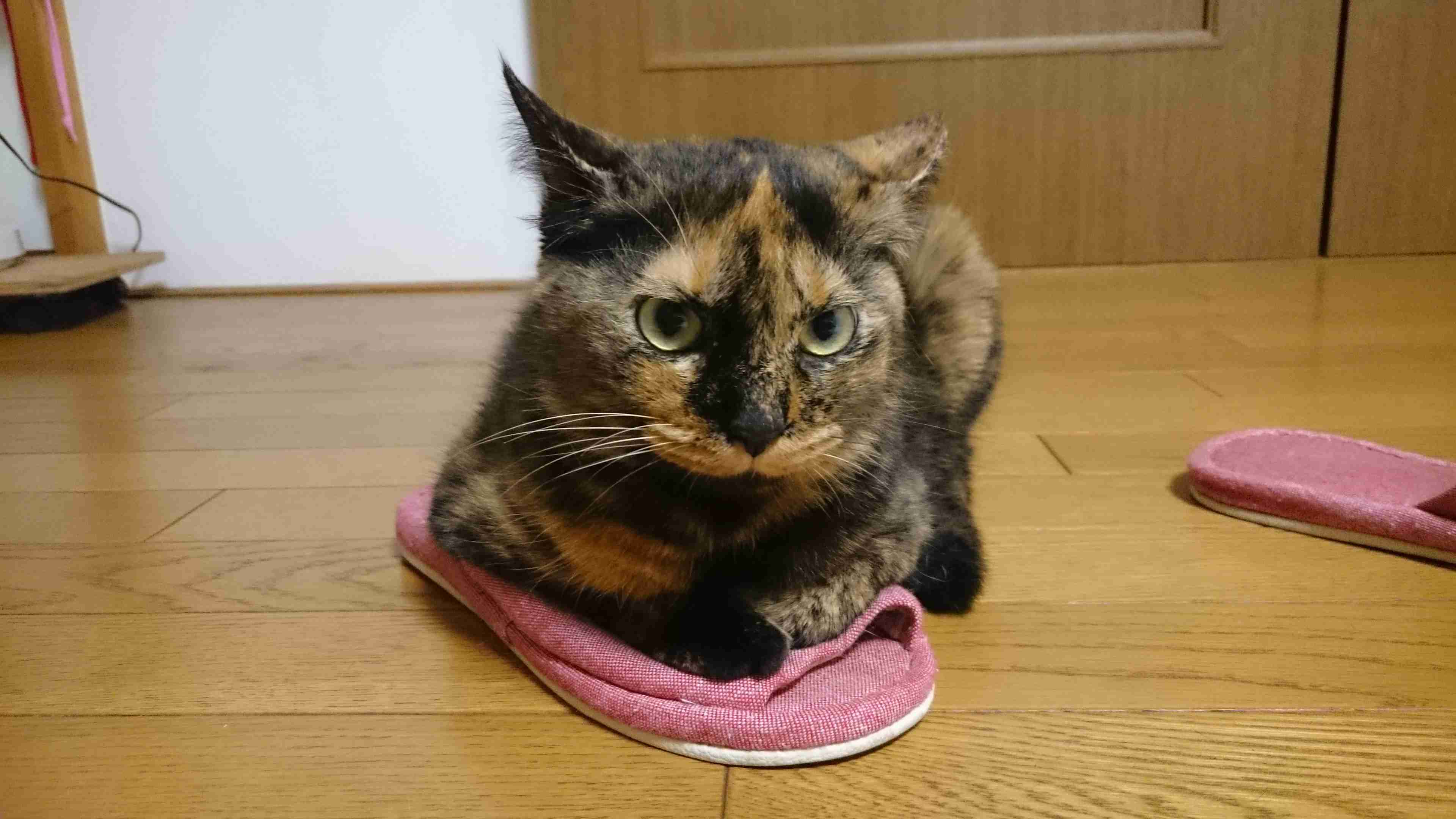 ハチワレ猫