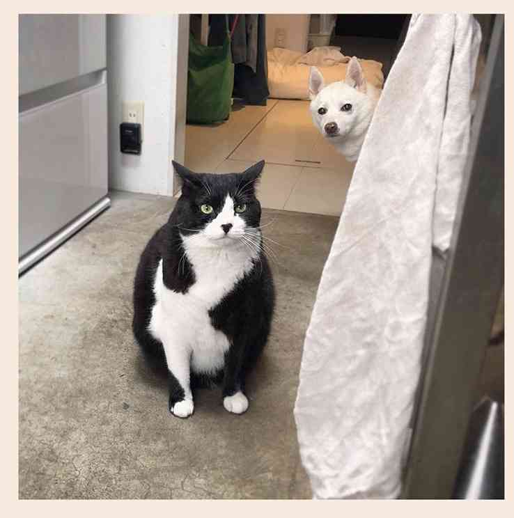 ハチワレ猫