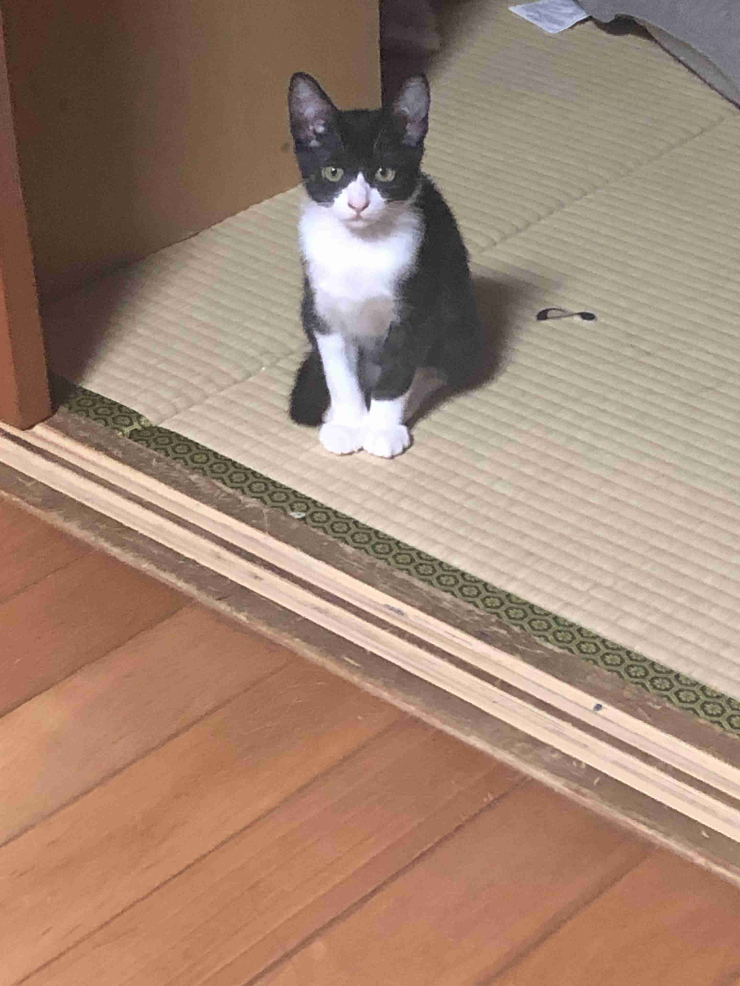 ハチワレ猫