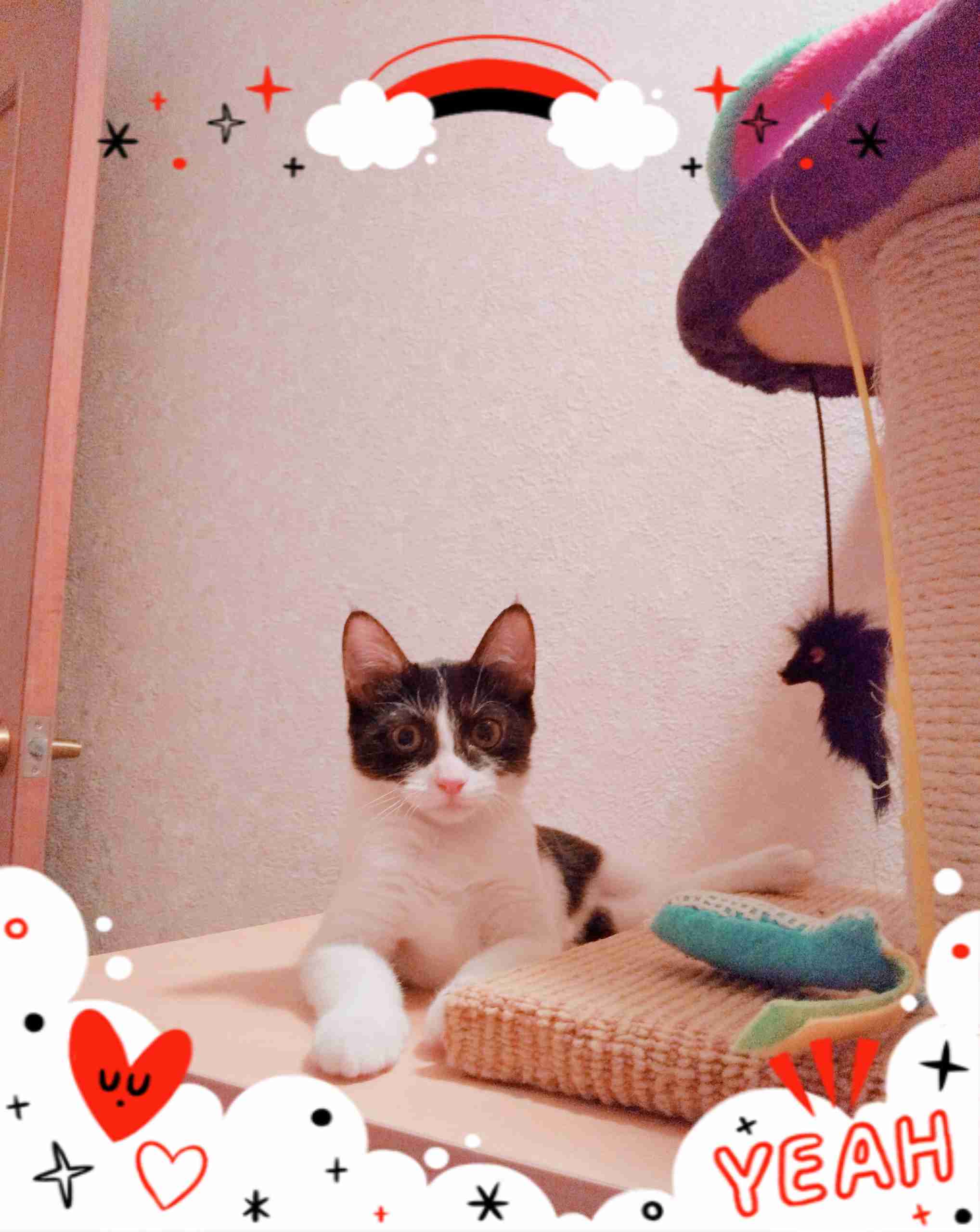 ハチワレ猫