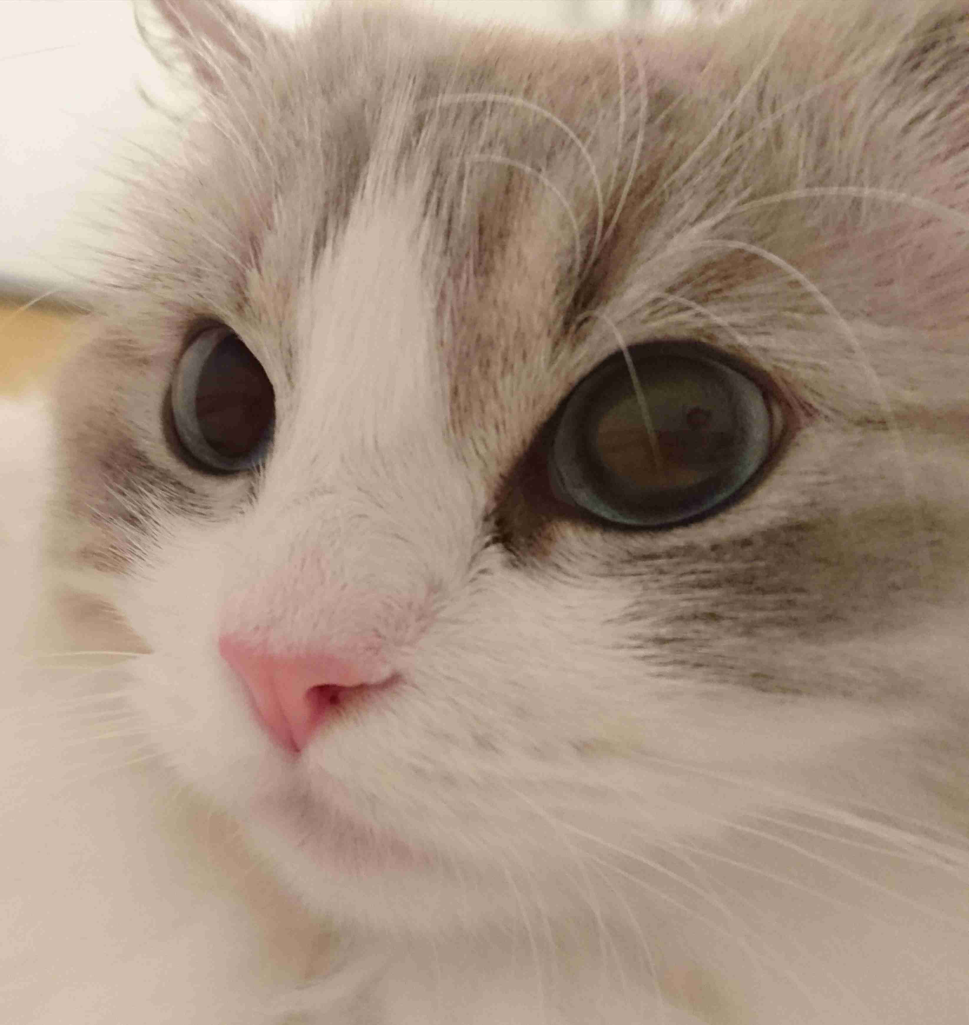 ハチワレ猫