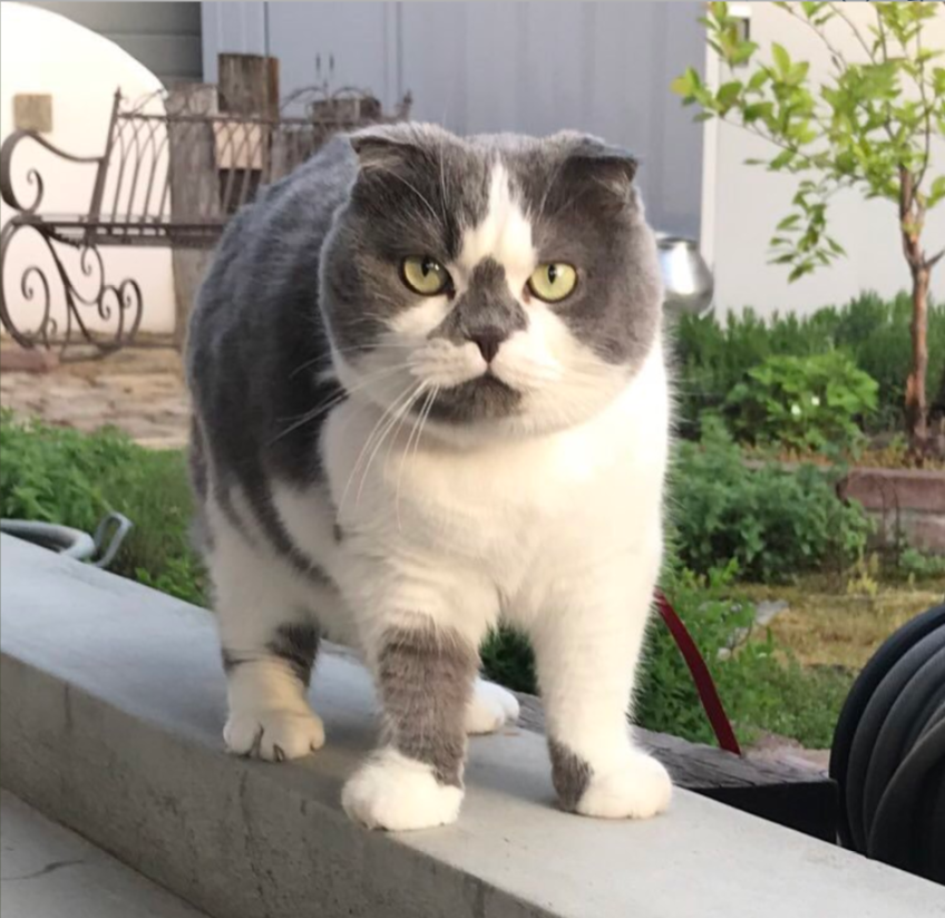 ハチワレ猫
