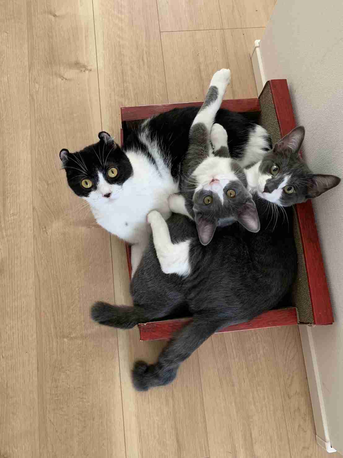 ハチワレ猫