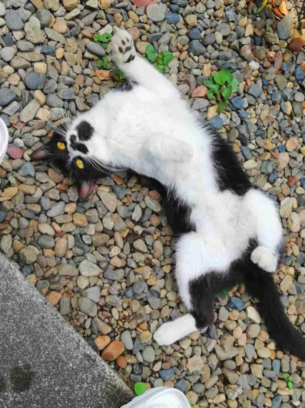 ハチワレ猫