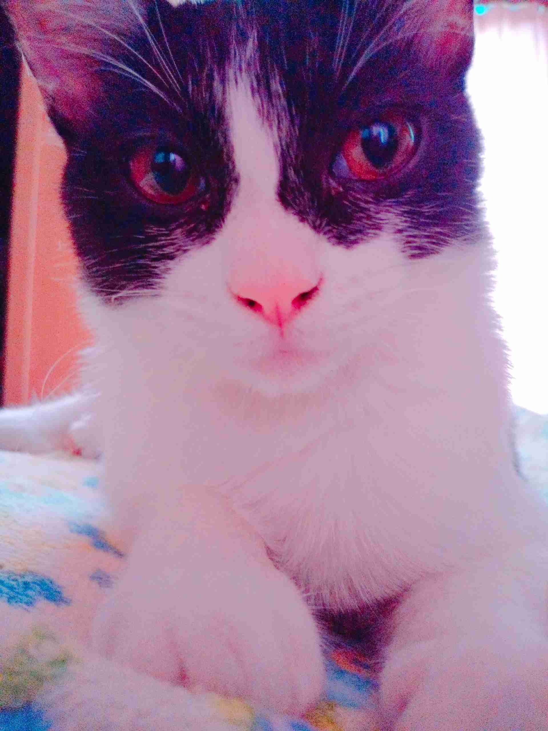 ハチワレ猫