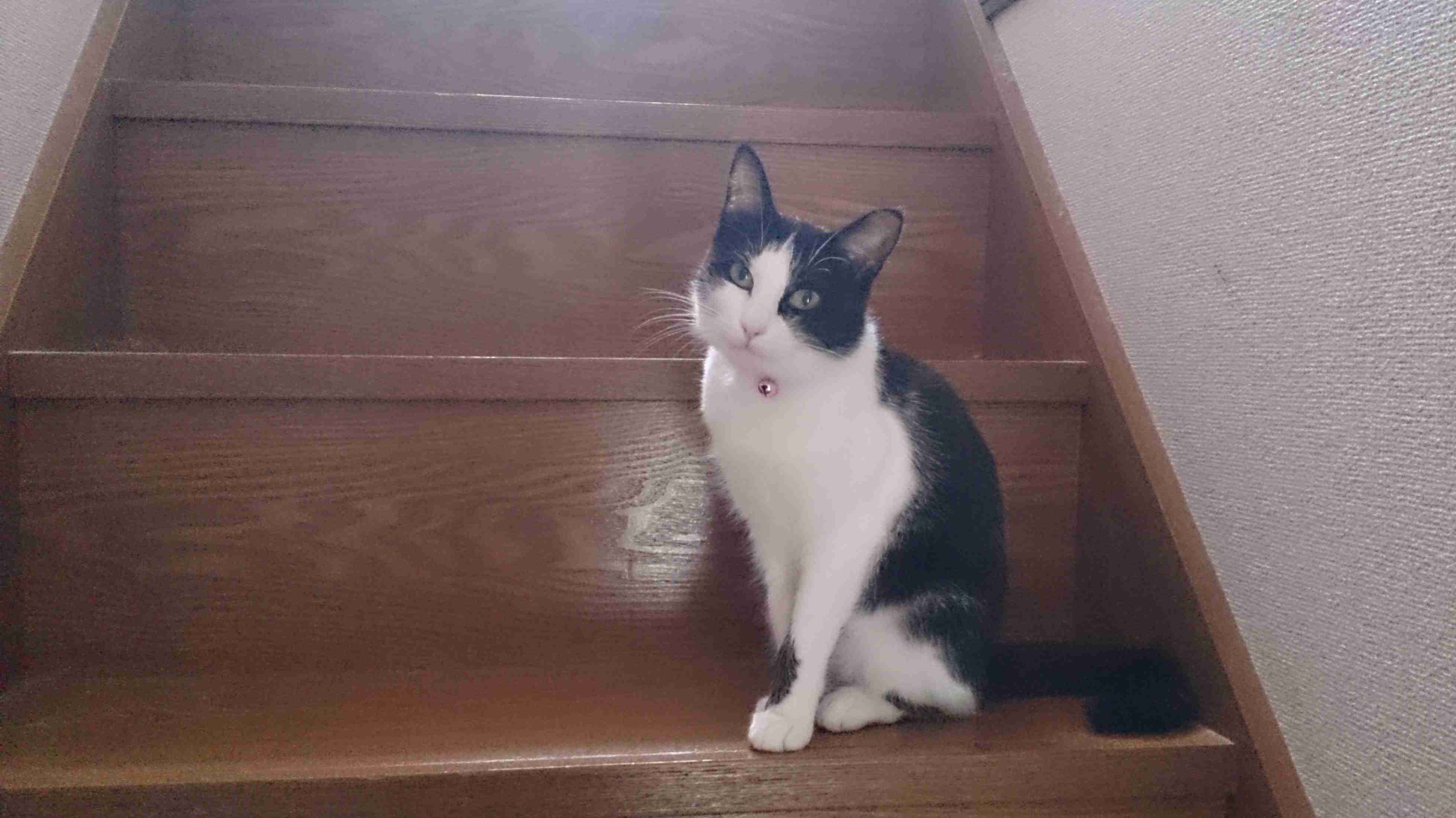 ハチワレ猫