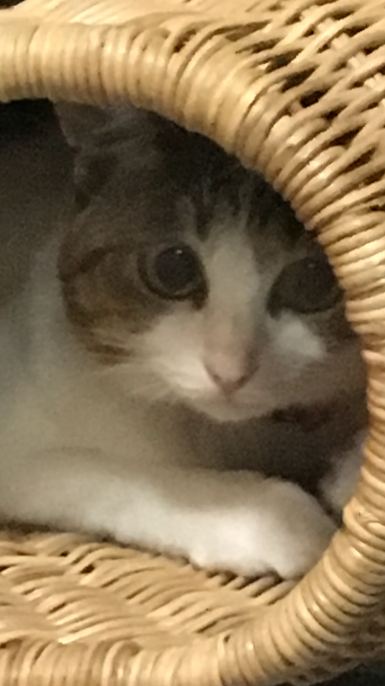 ハチワレ猫