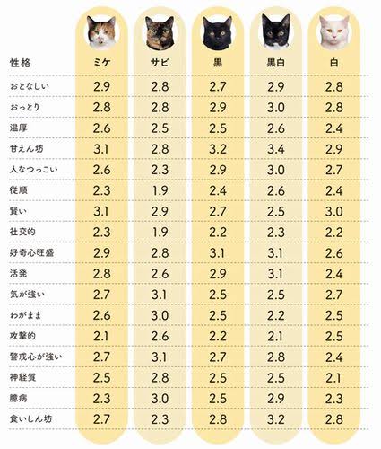 ハチワレ猫